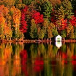 Free for Fall